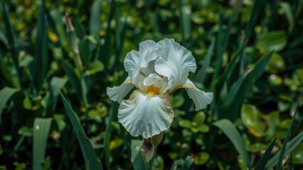 Fototapeta premium Luminous pale iris