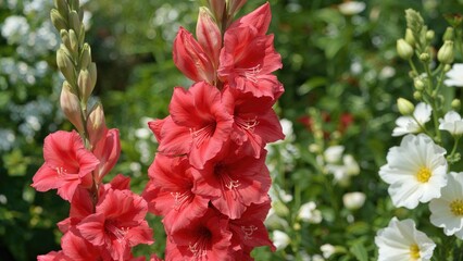 Colorful gladiolus bouquet for summer