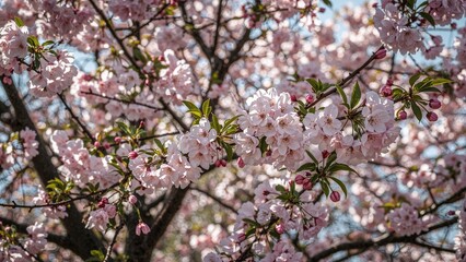 Fototapeta premium Springtime Cherry Blossom Display