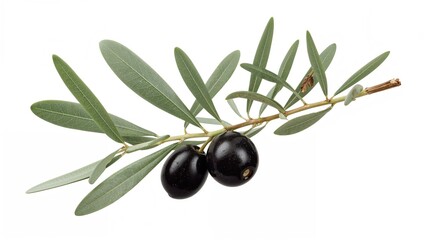 Branch of olive tree bearing dark olives