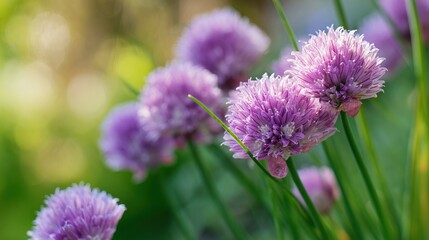 Chives with blooming flowers in the garden, close-up, green background