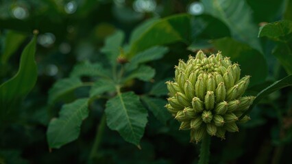 Flower Cluster That Looks Like a Bunch of Bananas