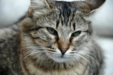 Close-up of a tabby cat with green eyes and detailed whiskers, showing the texture of its fur and a calm, intense expression. A portrait of feline beauty and focus.