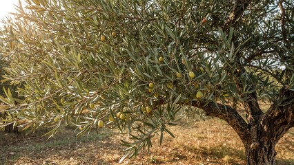 Fruit-laden olive branches in an open field