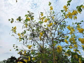 Cassia fistula has yellow flowers and Mature pods hanging in clusters, dangling against blue sky. Golden shower, Indian laburnum, Pudding-pipe tree is medium-sized tree. National flower of Thailand.
