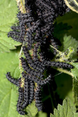 A swarm of peacock caterpillars on nettles