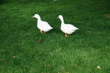 Two white ducks walk on a green lawn