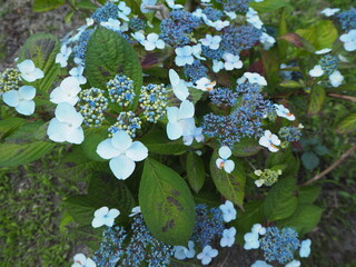 ６月の花,ガクアジサイ