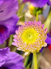 blooming dahlia, small dahlia flower, purple background, summer flowers, purple flower