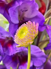 blooming dahlia, small dahlia flower, purple background, summer flowers, purple flower