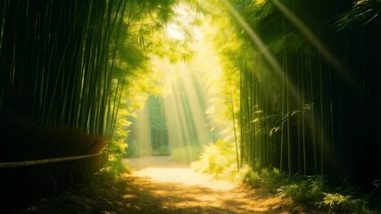 Sunlight streams through a bamboo forest path creating an ethereal and serene atmosphere scene landscape video - Powered by Adobe