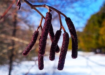 branch of a birch