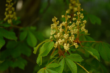 A macro photograph capturing the early budding stage of chestnut tree flowers.