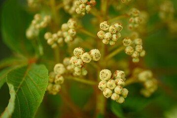 Close-Up of Chestnut Tree Flower Buds