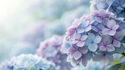 Close up view of beautiful pastel colored hydrangea flowers in soft focus