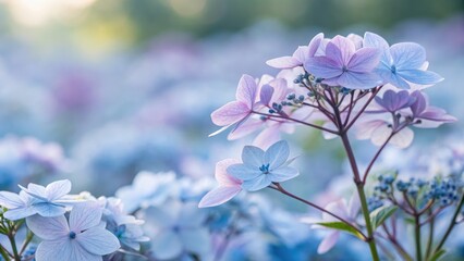 A beautiful close up of soft focus hydrangea blossoms in delicate pastel hues.