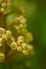 Close-Up of Chestnut Tree Flower Buds