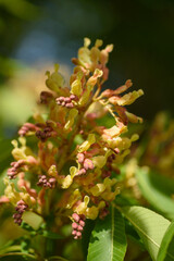 Close-Up of Chestnut Tree Flower Buds