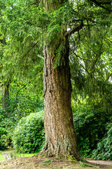 Küstendouglasie in Soltau