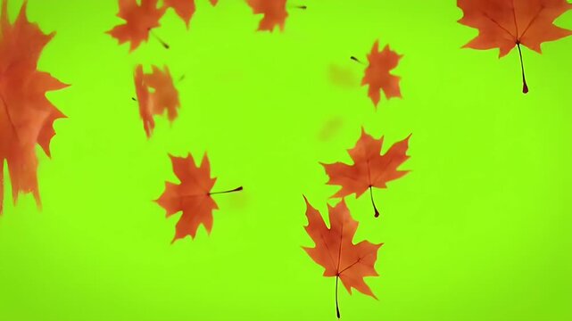A beautiful cascade of vibrant red and orange autumn maple leaves gracefully falling against a chroma key green screen background, perfect for seasonal compositing and design. - Powered by Adobe