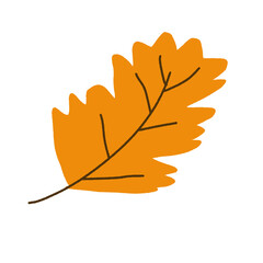 Obraz premium maple leaf isolated on white