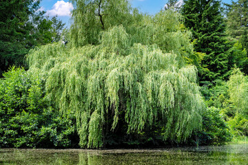 Trauerweide an einem See