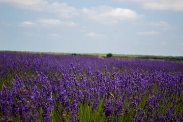 Campos de lavanda en Brihuega, España