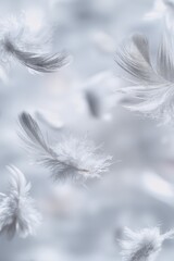 Obraz premium Floating White Feathers In Soft Light