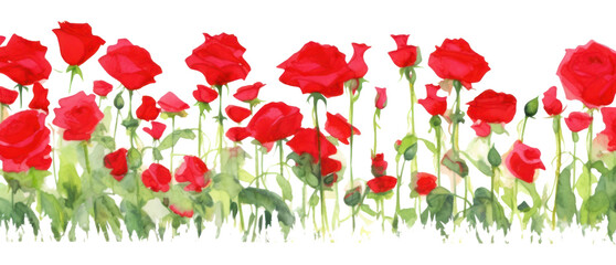 Obraz premium PNG Blooming red rose garden flower nature plant.