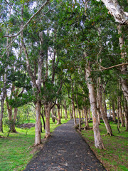 A serene paved path winds through a lush green forest of Paperbark trees (Melaleuca).Tranquil walkway for peaceful nature walk.Vertical shot of a beautiful alley of tall trees with light-colored bark