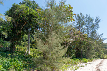 Tropical trees and plants on beach of Ko Naka Noi or Koh Naga Noi island or Naga Pearl island in Andaman Sea in Thailand in Phang Nga province and bay