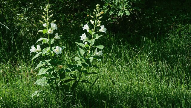 Jimson Weed Plant (Datura stramonium) Located in an Outdoor Park
