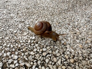 snail on the sand