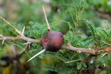 Thorny acacia branch with brown swollen gall and sharp white spines in daylight, tropical savanna plant, African flora natural texture, outdoor close-up and native vegetation detail. Acacia needles © Yuliia