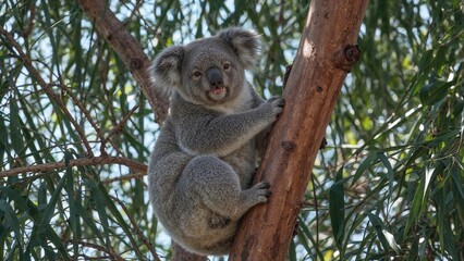 Fototapeta premium Koala Clinging Happily to a Branch in a Tall Eucalyptus Tree in Its Natural Habitat