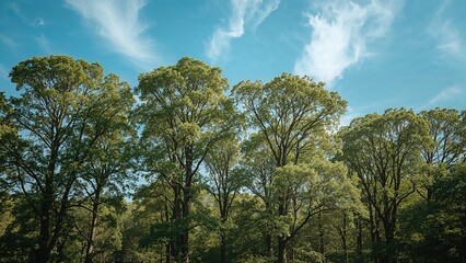 Obraz premium Sunlit woodland scenery