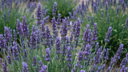 Fototapeta premium Purple lavender blooms thriving in a floral garden