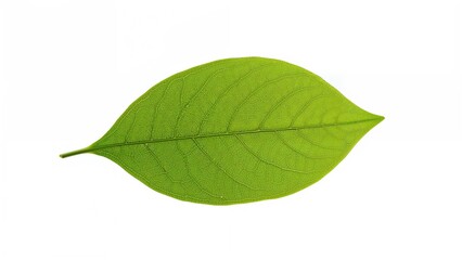 Obraz premium Nature's leaf king with spring texture and white background space