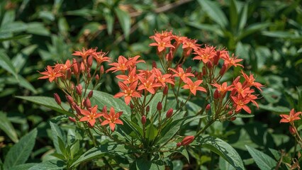 Spring and summer floral beauty featuring Kamboja blossoms and fresh garden leaves