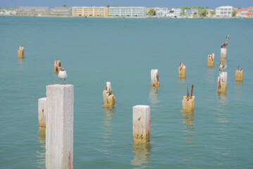 Birds Resting on Wooden Posts in a Tropical Waterfront Area St. Pete Beach, Florida. Sea birds...