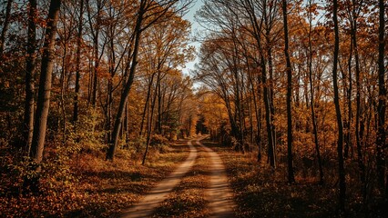 Naklejka premium Late fall afternoon with a sunlit path through the woods