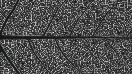 Detailed macro view of leaf skeleton in black and white, natural texture pattern for backgrounds