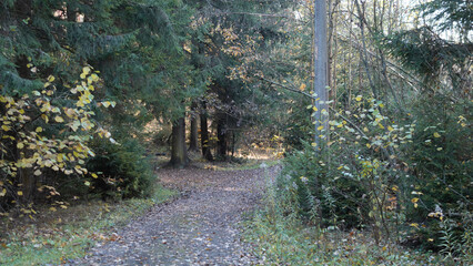 A tranquil forest path surrounded by colorful autumn leaves and lush greenery, perfect for nature lovers