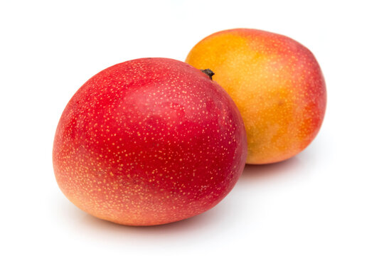 Ripe Kent Mango's isolated on a white studio background.