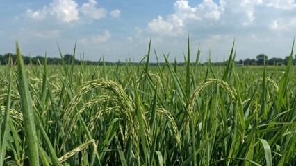 Obraz premium Grains planted in rural fields