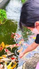 A little girl is enjoying a natural attraction with a natural pond filled with koi fish. The little girl plays with the koi fish that have gathered.
