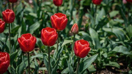 Fototapeta premium Colorful red tulips blooming vibrantly in a fresh garden environment