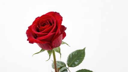 Single red rose on a stem with green leaves isolated on a plain white background for clear visual emphasis on the flower's details