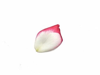 Rose petal isolated on white background. Botanical photography for creative design 