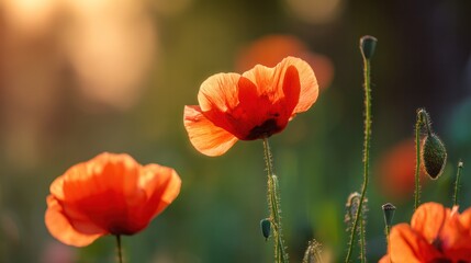 Obraz premium A vibrant red poppy bathed in golden sunset light, symbolizing remembrance and beauty.